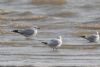 Ring-billed Gull at Rossi's Ice Cream, Westcliff (Steve Arlow) (48560 bytes)